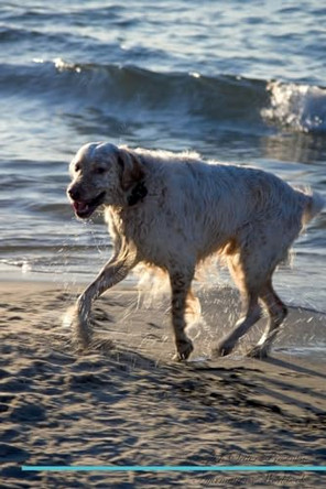 English Setter Affirmations Workbook English Setter Presents: Positive and Loving Affirmations Workbook. Includes: Mentoring Questions, Guidance, Supporting You. by Live Positivity 9781526969514