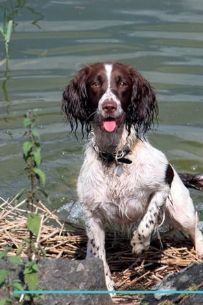 English Springer Spaniel Affirmations Workbook English Springer Spaniel Presents: Positive and Loving Affirmations Workbook. Includes: Mentoring Questions, Guidance, Supporting You. by Live Positivity 9781526969767