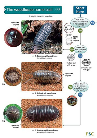 The Woodlouse Name Trail by Stephen P. Hopkin 9781851538850