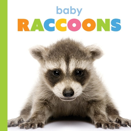 Baby Raccoons by Kim Thompson 9798889897538