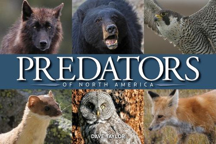 Predators of North America by Dave Taylor 9780228105930