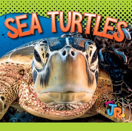 Sea Turtles by Marysa Storm 9781644664391