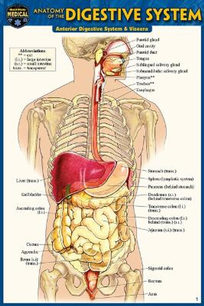 Anatomy of the Digestive System (Pocket-Sized Edition - 4x6 Inches) by Vincent Perez