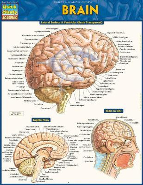 Brain by Vincent Perez