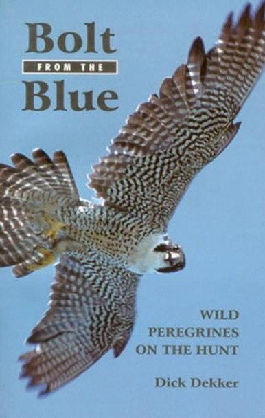 Bolt from the Blue: Wild Peregrines on the Hunt by Dick Dekker