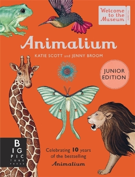 Animalium (Junior Edition) by Katie Scott 9781800783706