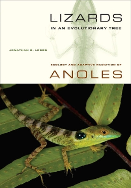 Lizards in an Evolutionary Tree: Ecology and Adaptive Radiation of Anoles by Jonathan B. Losos 9780520269842