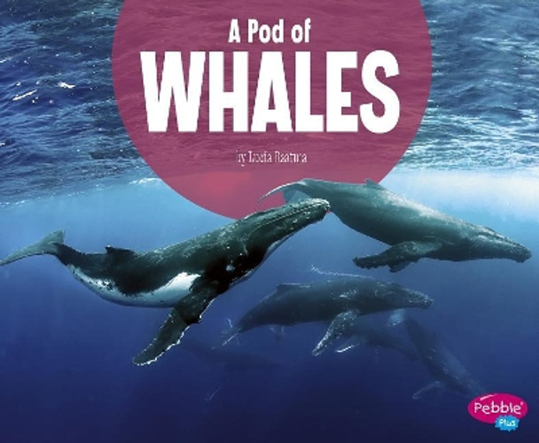 A Pod of Whales (Animal Groups) by Lucia Raatma 9781977110480