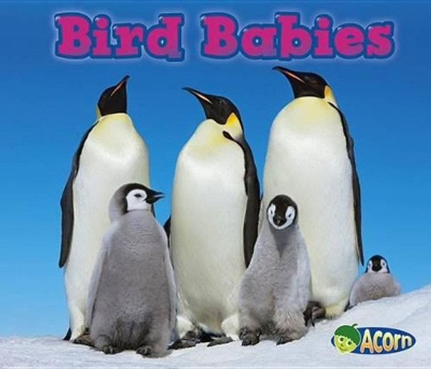 Bird Babies (Animal Babies) by Catherine Veitch 9781432984175
