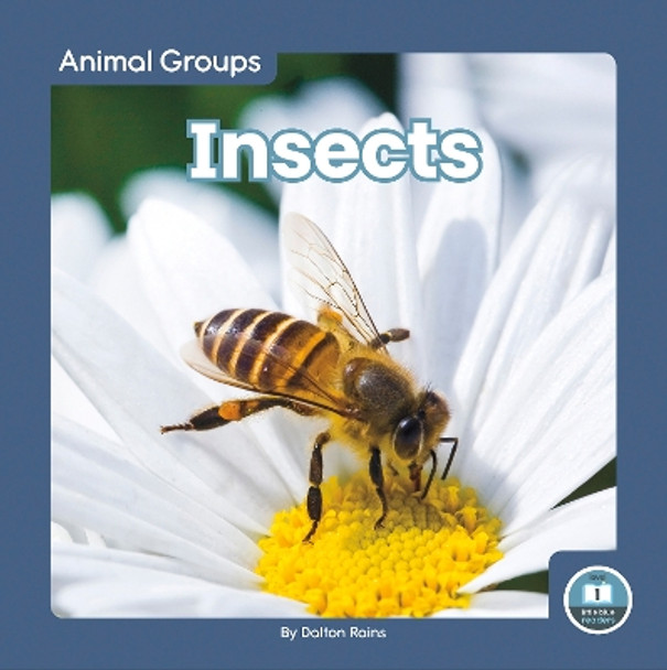 Animal Groups: Insects by Dalton Rains 9781646198092