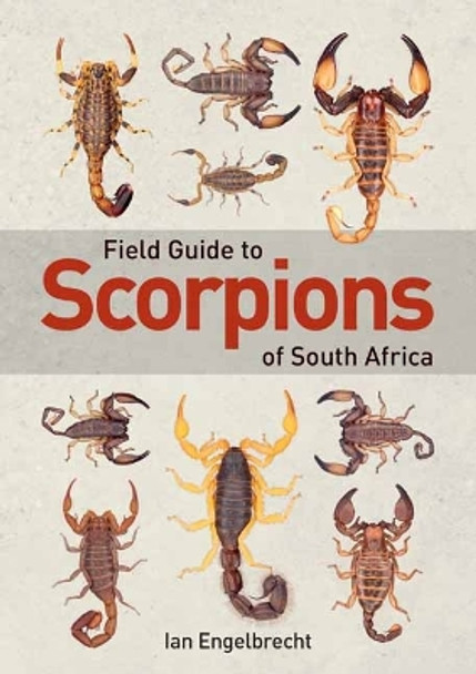 Field Guide to Scorpions of South Africa by Ian Engelbrecht 9781775845744