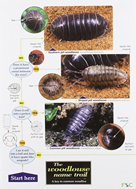 The Woodlouse Name Trail by Stephen P. Hopkin 9781851538850