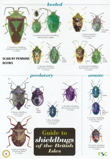 Guide to Shieldbugs of the British Isles by Bernard Nau 9781851538980