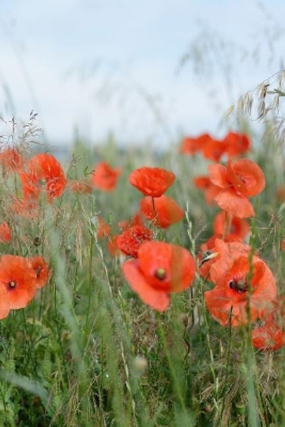 Poppies in a Field: Poppies Are Found Around the Globe from Icy Cold Tundra to Broiling Hot Deserts, Mostly in the Northern Hemisphere. by Planners and Journals 9781090216274