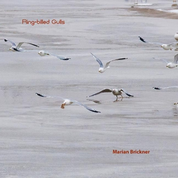 Ring-Billed Gulls by Marian Brickner 9781090120281