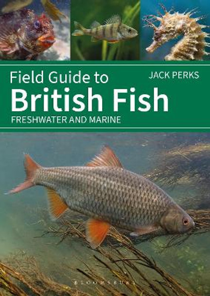 Field Guide to British Fish: Freshwater and Marine Jack Perks 9781399412254