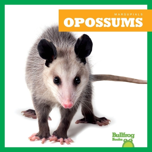 Opossums by Natalie Deniston 9798892135221