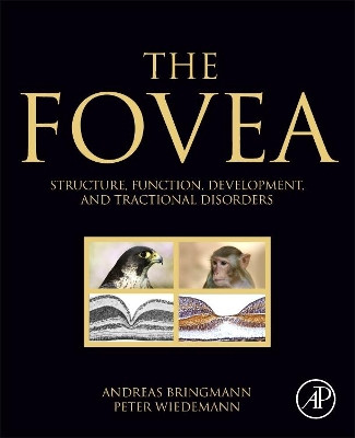 The Fovea: Structure, Function, Development, and Tractional Disorders by Andreas Bringmann 9780323904674