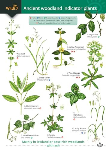 Guide to Ancient Woodland Indicator Plants by  9781908819277