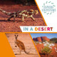 Explore Ecosystems: In a Desert Sarah Ridley 9781526322494