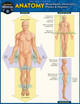 Anatomy - Directions, Planes, Movements & Regions: A Quickstudy Laminated Reference Guide by Vincent Perez