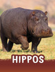 Hippos by Jaclyn Jaycox 9781398238756