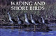 Wading and Shore Birds: A Photographic Study Roger S. Everett 9780887401329