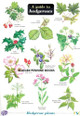 Guide to Hedgerows by Gill Crane 9781851532469