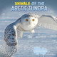 Animals of the Arctic Tundra by Martha E H Rustad