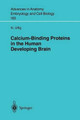 Calcium-Binding Proteins in the Human Developing Brain by Norbert Ulfig 9783540434634