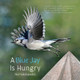 A Blue Jay is Hungry by Nick Vakalopoulos 9781961978249