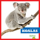 Koalas by Natalie Deniston 9798892135191