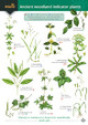 Guide to Ancient Woodland Indicator Plants by  9781908819277