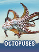 Octopuses by Jaclyn Jaycox 9781398224926