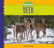 Deer by Julie Murray 9781532116261