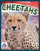 Cheetahs by Sophie Geister-Jones