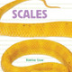 Scales by Katrine Crow 9781486717958