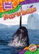 Narwhals by Chris Bowman 9798893044683