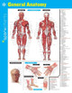 General Anatomy SparkCharts by SparkNotes 9781411470187