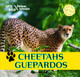 Cheetahs/Guepardos by Henry Randall 9781448831302