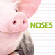 Noses by Katrine Crow 9781486715732
