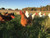 Lunch on the Farm + Tour - June 6th, 2026