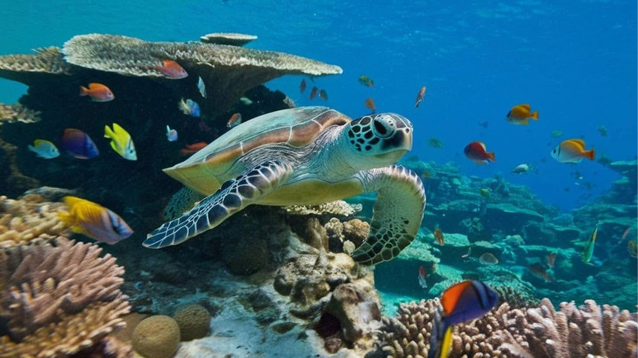 title-CartridgesDirect Celebrates 50,000 Recycled Ink Cartridges, Saving An Estimated 130 Turtles CartridgesDirect Celebrates 50,000 Recycled Ink Cartridges, Saving An Estimated 130 Turtles