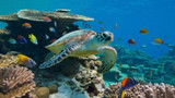 CartridgesDirect Celebrates 50,000 Recycled Ink Cartridges, Saving An Estimated 130 Turtles