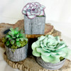 Succulent Bundle 2