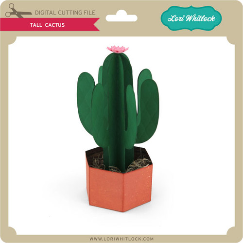 strawberry cactus Strawberry cactus mammilaria prolifera — Gingers greenhouse main image 1
