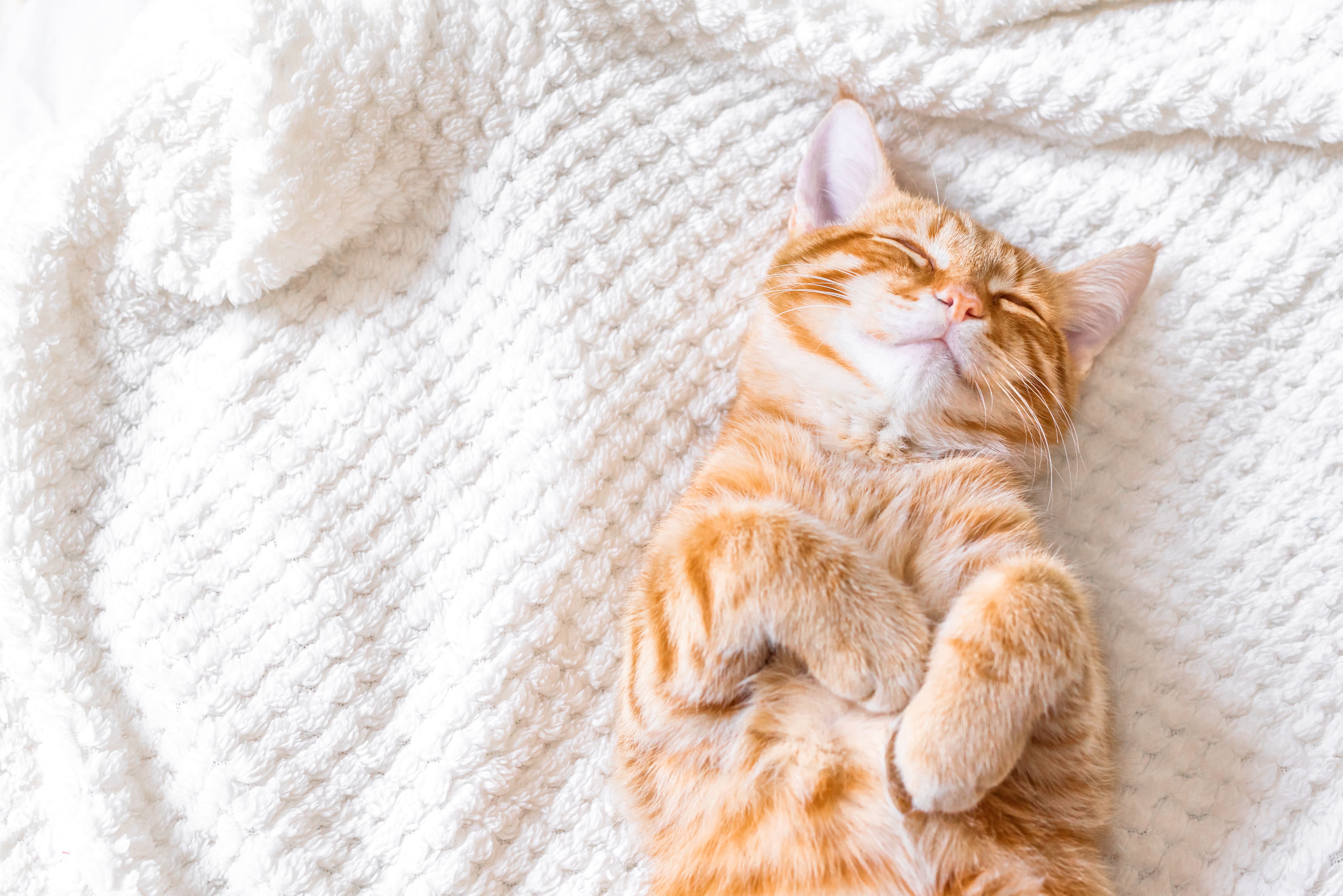 The Not-So Secret Sleeping Habits of Cats - Bensons for Beds