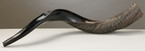 Yemenite Shofar - 75 cm (30 in) | Real Shofar