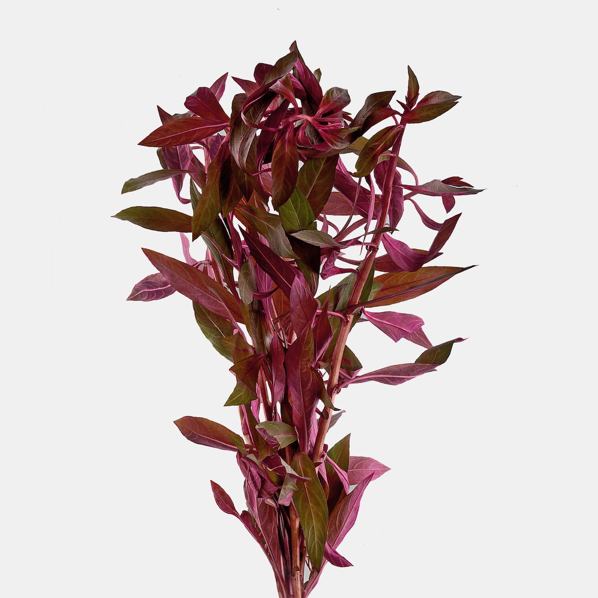 ludwigia peruensis red