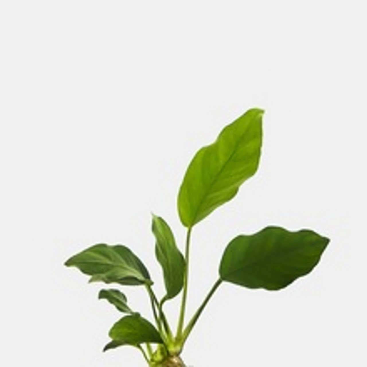 Live Anubias Nana | Shop Unique Plants at Modern Aquarium